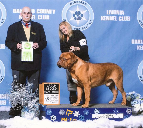 Beau has had many Best of Breeds and Owner/Handler group placements. He really enjoys going to shows