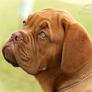 Not only was he a hit with the judges but he also captured the hearts of everyone at the show grounds including photographer Becky Carr.
Angus has grown up to be an outstanding specimen who passed ALL of his health testing with flying colors. He has proven himself as a stud and produced many beautiful puppies
