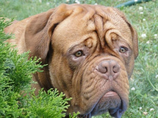 Monty - the cuddle bear