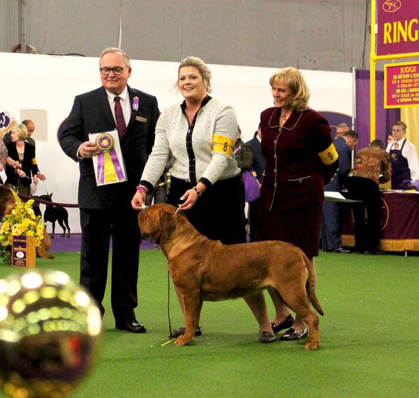 2018 - ChateauRouge's Va va va voom is the first bitch to ever take Best of Breed at Westminster Dog Show! We are so very proud of our girl!