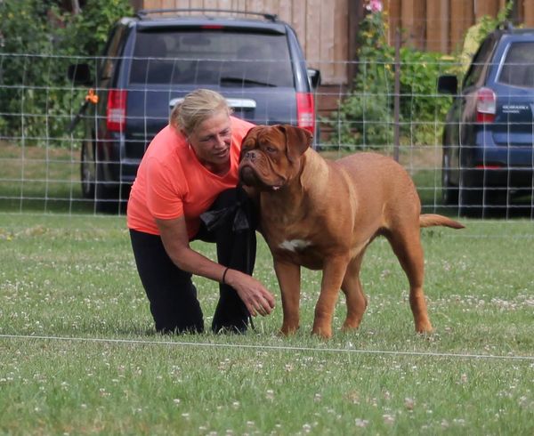 Gertie is a star at everything she does. She has her lure coursing certificate,and is a C.K.C. Champion and an A.K.C. Grand Champion Silver!