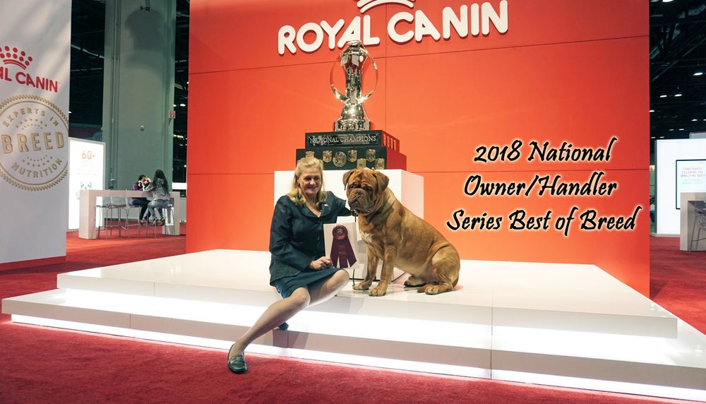 So proud of our boy, ChateauRouge's Valentin who finished #2 in his Breed in the United States for 2018! He also was rank #3 in the National Owner Handler Series and was invited to compete with the best in Orlando Florida where he took top spot with Best of Breed. We are so proud of the Dogues we breed and show and this year has been full of recognition for all the work we've put in. We couldn't be happier!