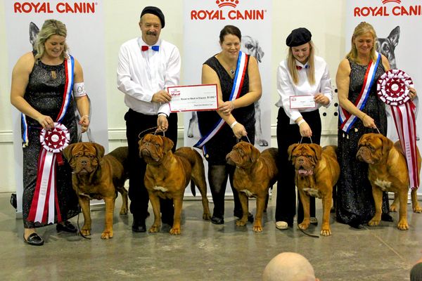 As a Breeder it was such an amazing thrill to place 2nd in the huge 2017 Breeder's Challenge put on by Royal Canin!!
left to right
Veteran Mozely Mae, Gertie, Vi, Veteran Toad, and Beauregard.
