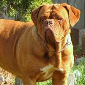 Miss. Ramoana is not just another pretty face, she is not only a top producer of beautiful litters, but is also a champion with the CKC as well as the ABI!