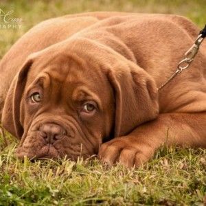 Angus came to us all the way from Denmark! Thank you to Centio Kennels for trusting us with this beautiful boy!