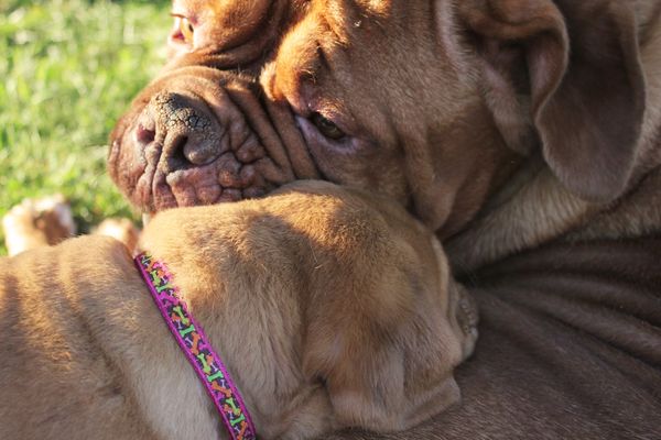 Ramoana has personality plus, she shines in her role as a mother. She was born a singleton (only puppy in her litter) and was actually raised with a litter of Bulldogs.