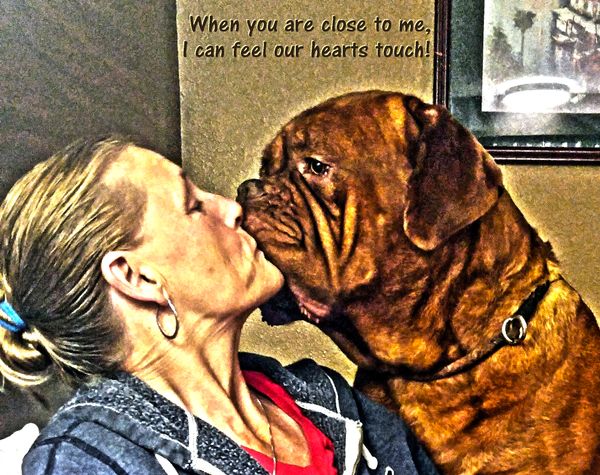 Tracey has a real connection with all her dogues! Breeding and showing for over 20 years, she and her kennel have accomplished much to be proud of. She has shown all over North America and France!