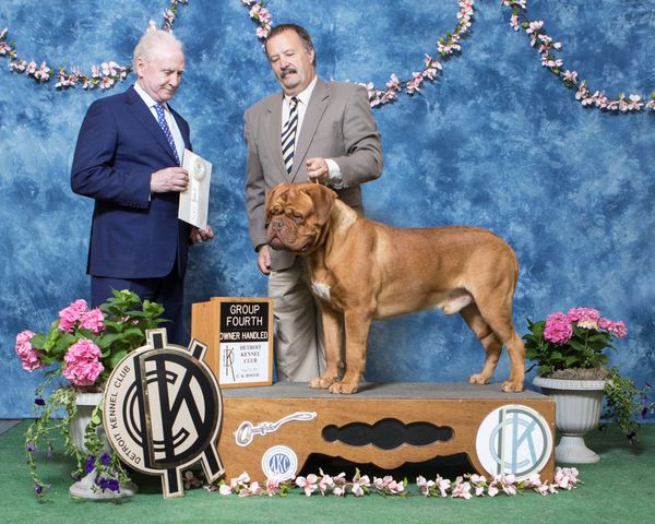 Peter and Beau have accomplished many Best of Breeds and even Owner/Handler Group placements together.