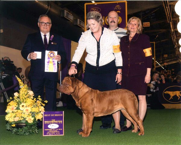 What a thrill for us to have our Gertie be the only bitch to win Breed at Westminster!
