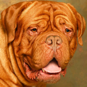 Dozer - the game player