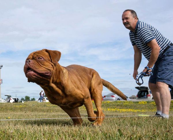 Lure coursing fun!! These dogues can move!