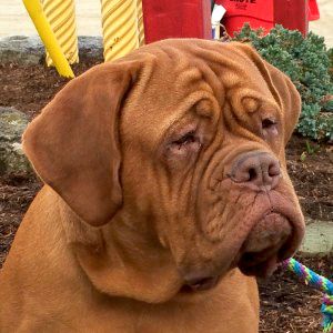 Taboo is one of Ramoana's daughters and truly one of a kind!! Full of life, she is one girl that has no trouble keeping up with the big boys! She gets along with everyone!