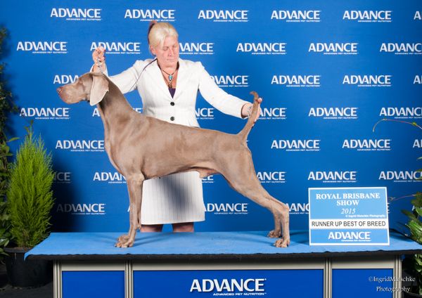 Challenge Dog 2015 Brisbane Royal
Aust Ch Kadma Black Tie Affair A.I.