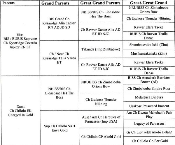 Punky's pedigree