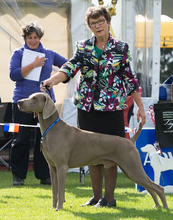 Winning Best Dog at the 2017 Australian Weimaraner National - Graded Excellent
Photo supplied by Ingrid Matschke Photography