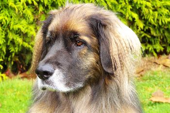 Luba, Warrior Princess. Luba the Leonberger (Saint Bernard + Newfoundland + Great Pyrenes = Leonberger) was born on September 8th 2002. Luba is my constant companion in the studio where she's either lounging around while I write and record, or playing with my students. In spite of her antics, like taking my wrist in her mouth and lifting my hand off the keyboard in the middle of a take, I do manage to get some work done every now and then. And, I don't mind her antics one bit.