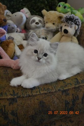 Blue Mitted Girl Availible