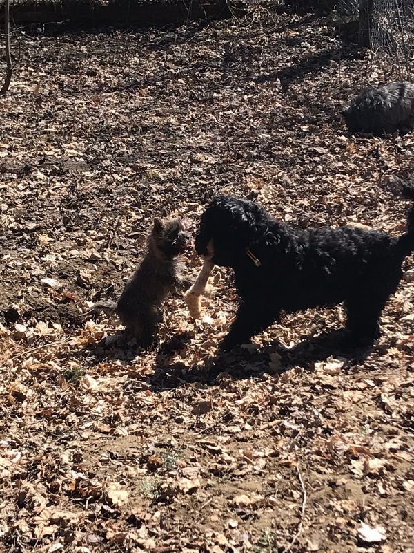Winnie playing with my cairn terrier pup Chilly!