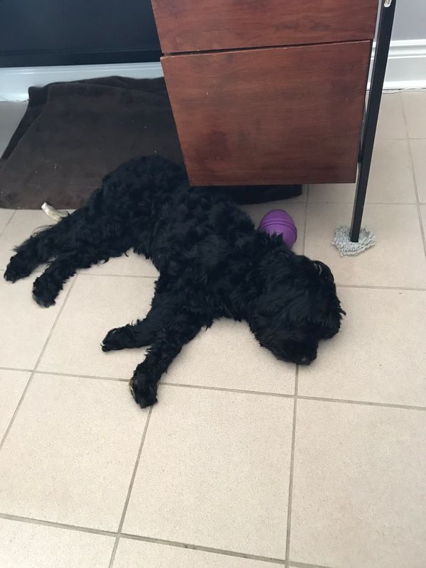 Winnie hanging out in my office at work