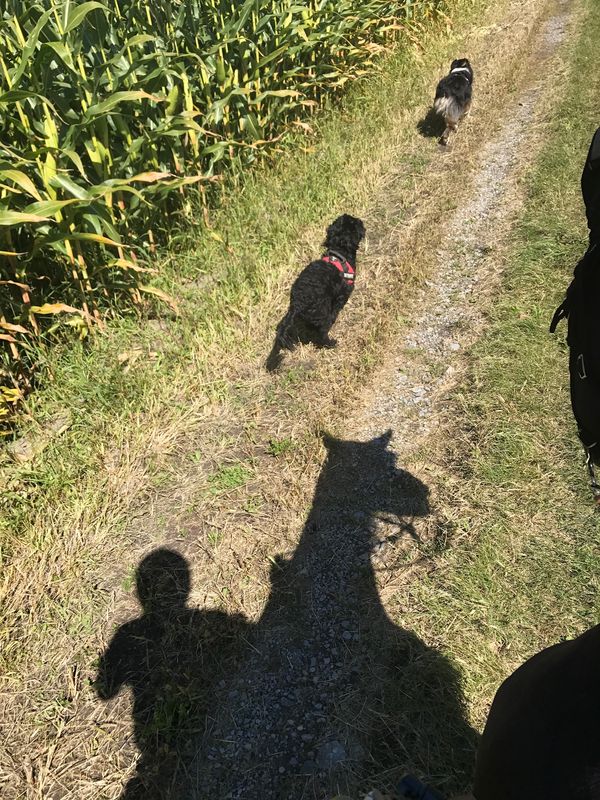 Enjoying a canter on my horse with Winnie and Allie