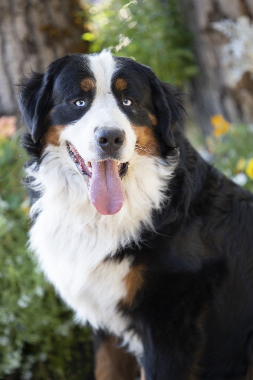 Jackson 95 lbs