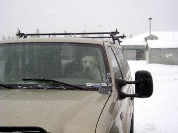 2006-We encountered this guy at a restaurant. I think he was just
out for a drive and got a little hungry