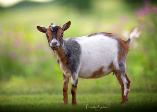 Cocos Ranch Elizabeth