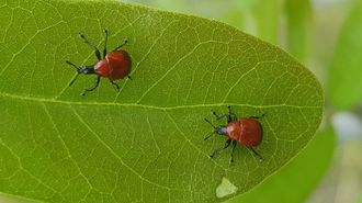 weevils on the move