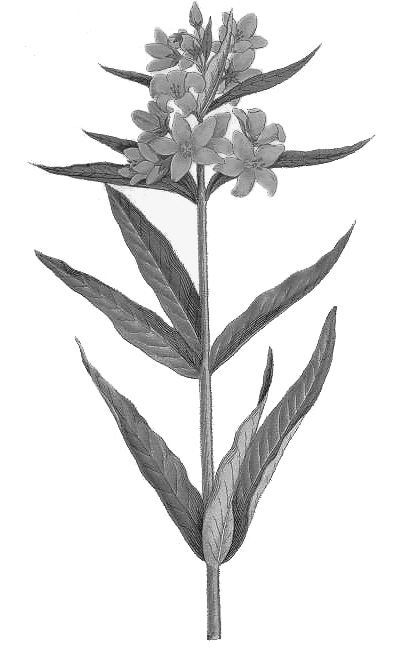 Lysimachia vulgaris