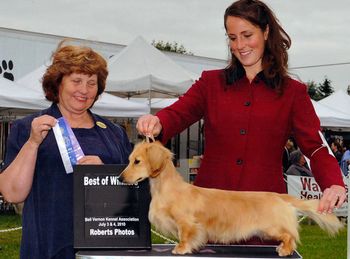 Teckelwood Houdini V Wyndox ML - First Points & Best Of Winners. Also Best Puppy In Sweepstakes at the Bell Vernon Kennel Association show in July 2010