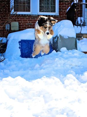Indy lives in DC and loves the snow! Hear he's working on Rally obedience!!!