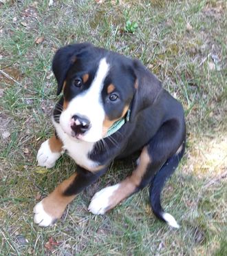 Solveig, our Zeeva puppy