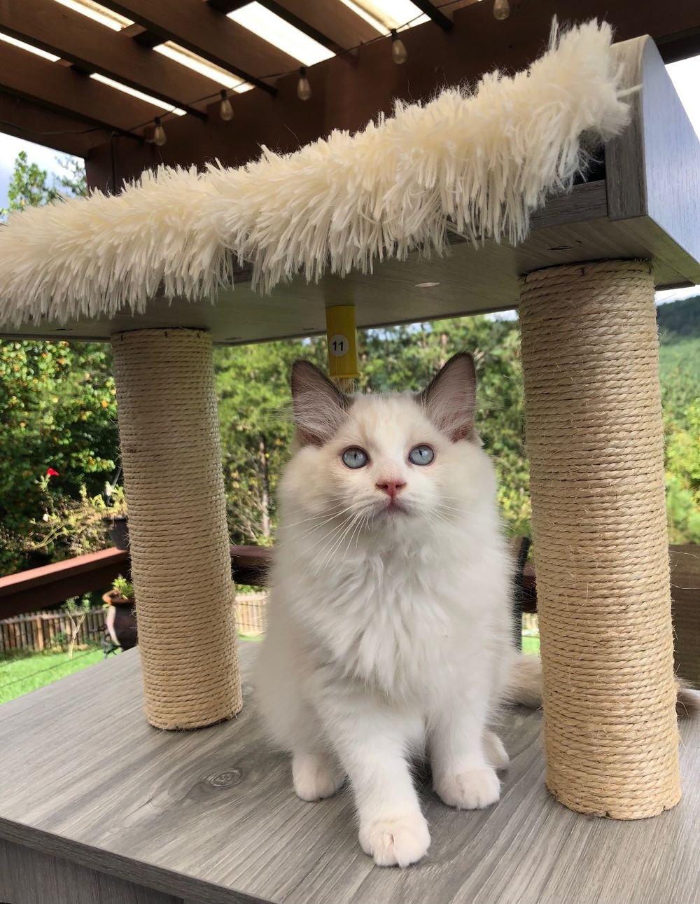 SOPHIE (Chocolate Bicolor Girl) AVAILABLE