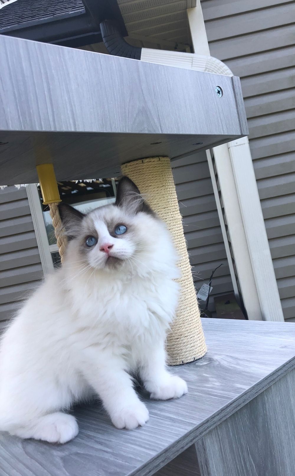 ELI (Seal Bicolor Boy) AVAILABLE
