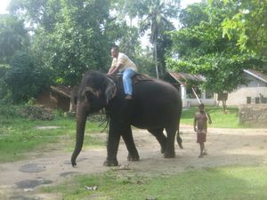 I am on an elephant