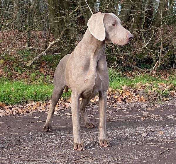 Chase November 2020