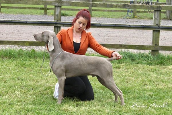 Zeke Winning Best Puppy Dog In Show
WA Champ show aged 10 months