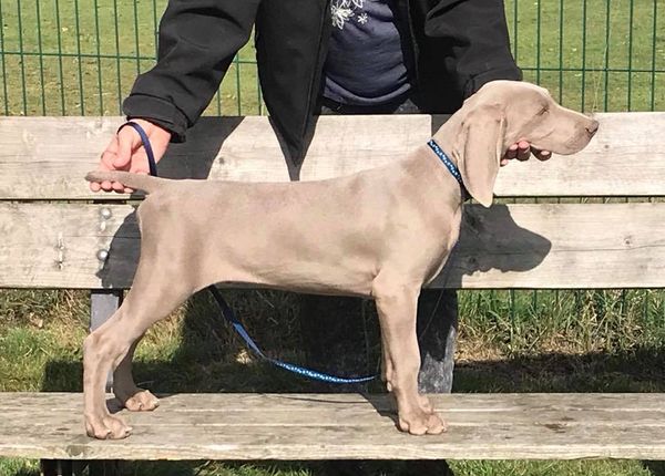 Zeke 12 weeks
