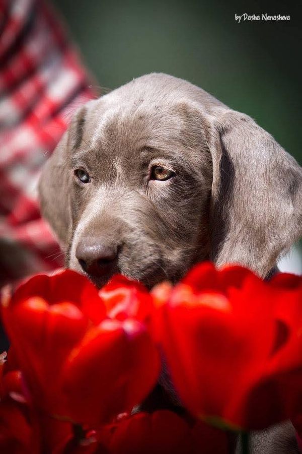 Greta with the tulips as a baby