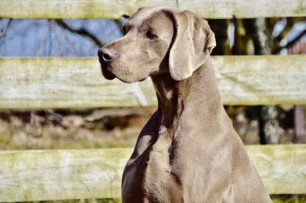 Jared's sire............like father like son x