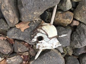 Fish skull on rocks