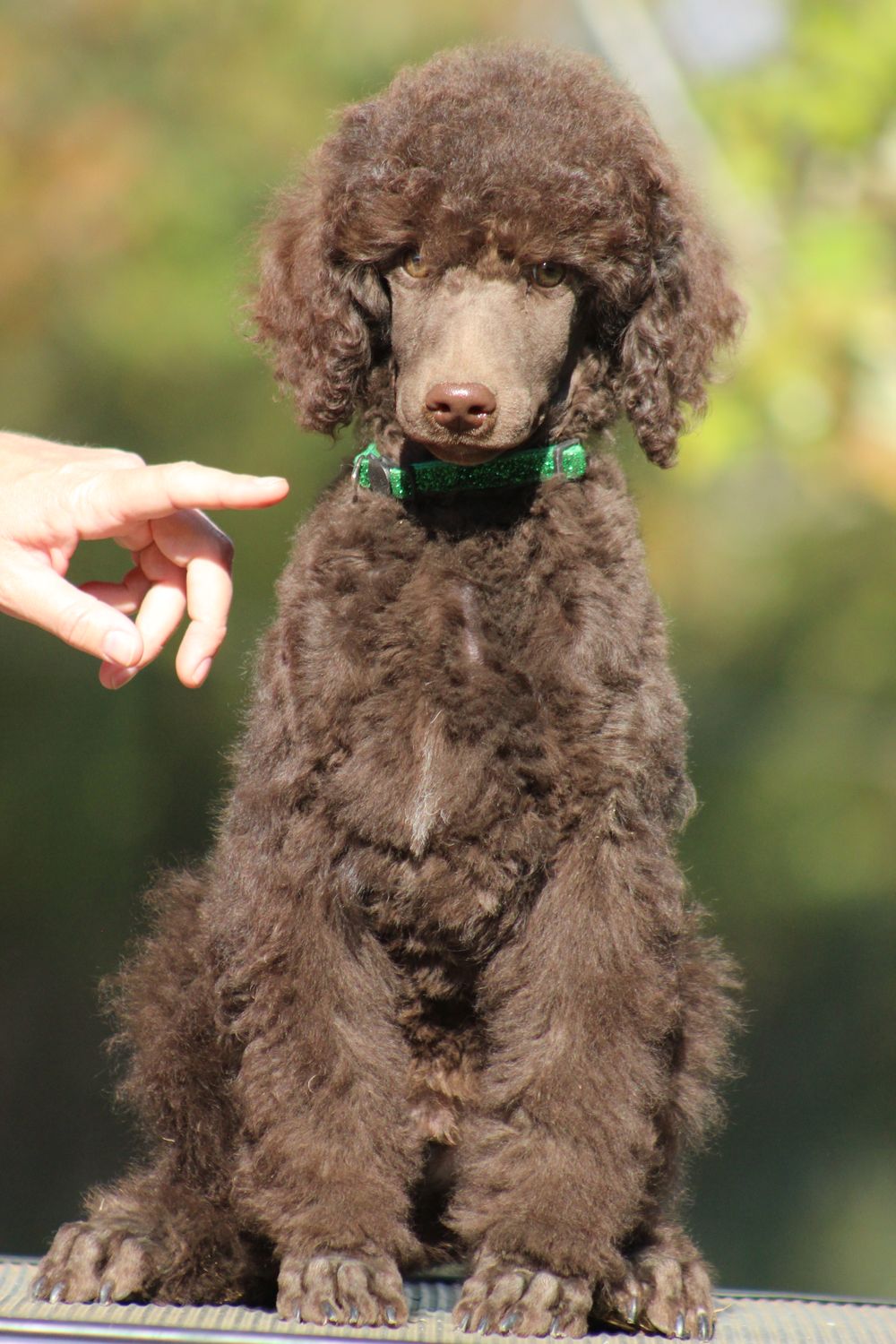 One final brown boy available from Magic Hour Poodles. Bow the snuggle bug.