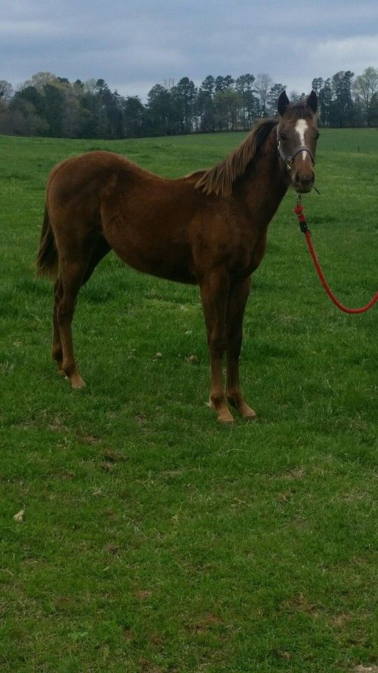 "JJ Streakin Hempen" 4-17-15 Carrizzo Filly. 1 year old. FOR SALE