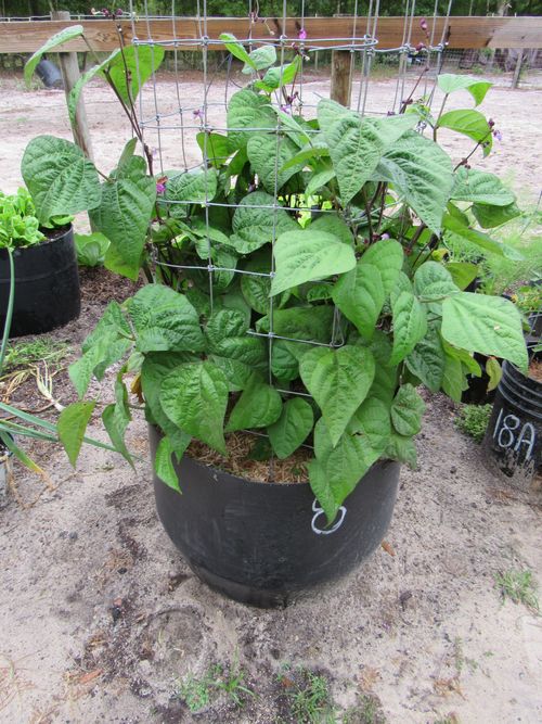 Royal Burgundy Bush Green Beans-30 days after planting. Fed Alchemist Plant Elixir once.