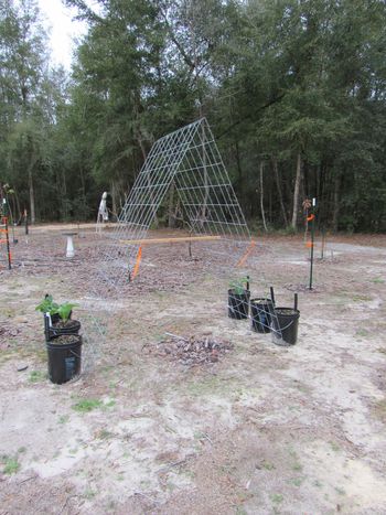 Ormus fed green beans wicking tubs and trellis ready for planting. Still servicing a little winter broccoli