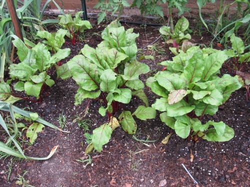 Beets 30 days later. Fed Alchemist Plant Elixir once and side dressed with Ormus Vermicompost. Click to learn more about these soil amendments and growth enhancers. (Indeterminate variety tomato now to the rear)