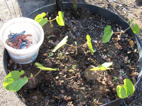Royal Burgundy Bush Green Bean-from seeds, soaked a few hours in Ormus. These are purple upon maturity.