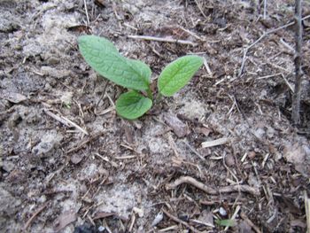 Ormus fed comfrey seedling planted in December. Roots know to extend down 10'!! where the good stuff is. Makes excellent mineral rich tea for plant growth.