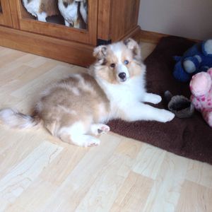 "Skye" a "Flirt" baby owned by the Crosby family