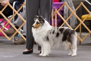 "Crystal" all grown up at 10 mon. old. Candid photo from the Chicagoland Specialty.